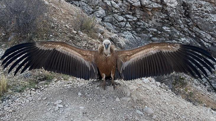 Şırnak’ta bulundu! Tedavisi tamamlanınca doğaya salındı